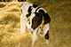 Cow Wall Mural