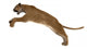 Leaping Puma Wall Decal