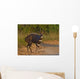 The Male Bushbuck is a born Fighter seen here fully aroused Wall Mural
