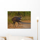 The Male Bushbuck is a born Fighter seen here fully aroused Wall Mural