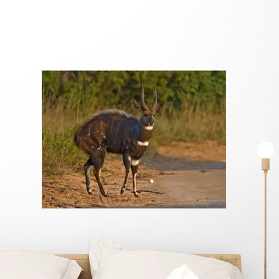 Male Bushbuck Is Born Wall Mural shown on a wall