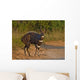 The Male Bushbuck is a born Fighter seen here fully aroused Wall Mural