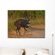 The Male Bushbuck is a born Fighter seen here fully aroused Wall Mural