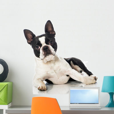 Boston Terrier Wall Decal shown on a wall