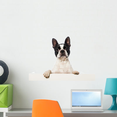 Boston Terrier Wall Decal shown on a wall
