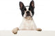 Boston Terrier Wall Decal