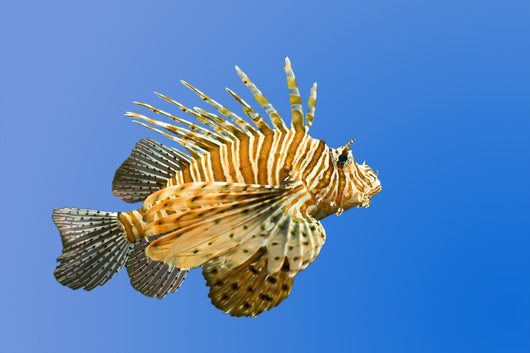Lionfish on Blue Background Wall Mural