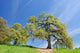 Oak Trees Spring Wall Decal