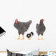 grey hens 