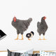 grey hens 