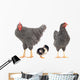 grey hens 