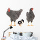 grey hens 