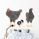 grey hens 