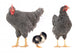 grey hens 