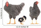grey hens 