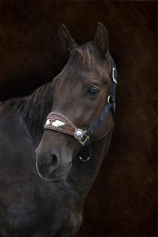 Brown Horse Brown Wall Decal