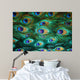 Colorful peacock feathers,Shallow Dof 