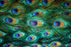 Colorful peacock feathers,Shallow Dof 