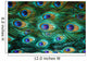 Colorful peacock feathers,Shallow Dof 