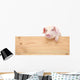 Pig with board 