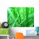 Grass macro Wall Mural
