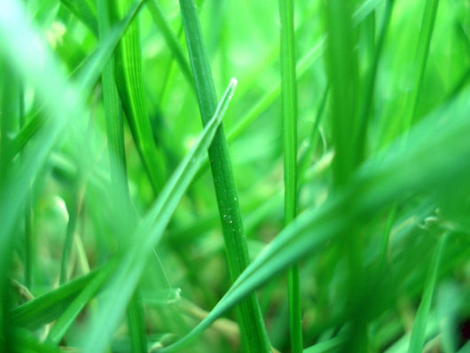 Grass macro Wall Mural