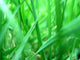 Grass macro Wall Mural