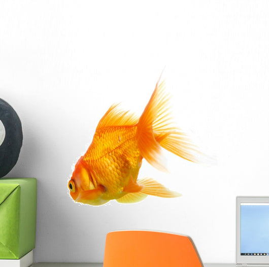 Gold Fish on White B 