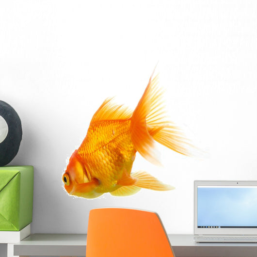 Gold Fish on White B 
