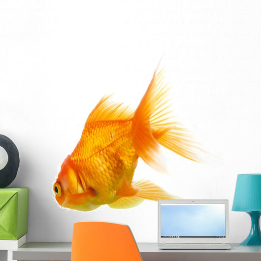 Gold Fish on White B 