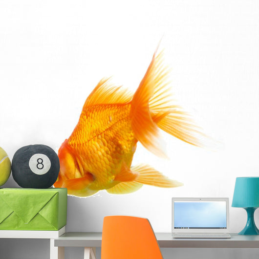Gold Fish on White B 