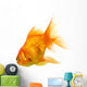 Gold Fish on White B 