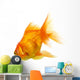 Gold Fish on White B 