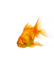 Gold Fish on White B 