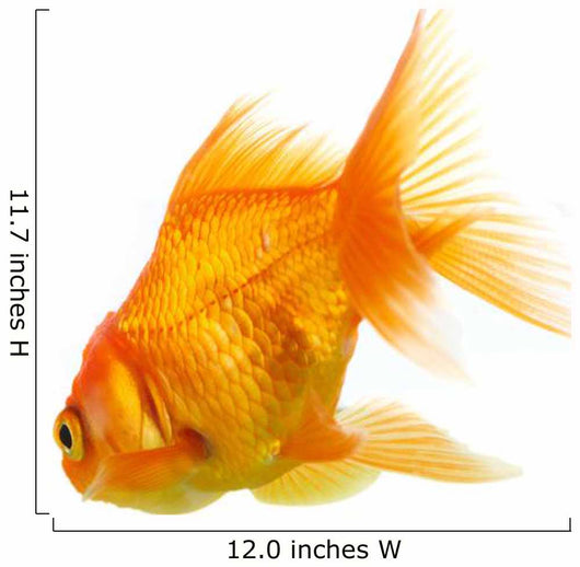 Gold Fish on White B 