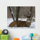 Whitetail Deer laying in the snow 