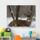 Whitetail Deer laying in the snow 