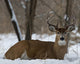 Whitetail Deer laying in the snow 