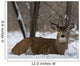 Whitetail Deer laying in the snow 