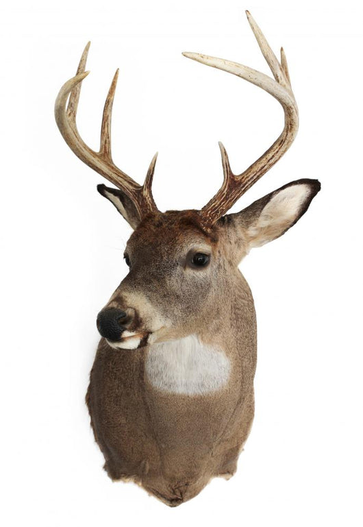 Trophy Buck 