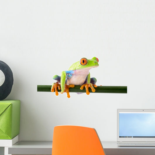 red eyed treefrog Wall Decal