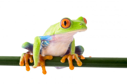 red eyed treefrog Wall Decal