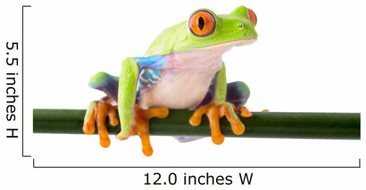 red eyed treefrog Wall Decal