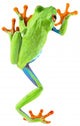 red eyed tree frog Wall Decal