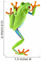 red eyed tree frog Wall Decal
