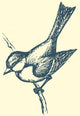 Vector drawing of a series of sketches "Birds". Tit Wall Decal