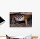 Leopard Gecko Staring under Wall Decal