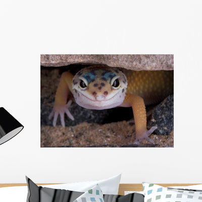 Leopard Gecko Staring under Wall Decal shown on a wall