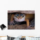 Leopard Gecko Staring under Wall Decal
