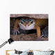 Leopard Gecko Staring under Wall Decal